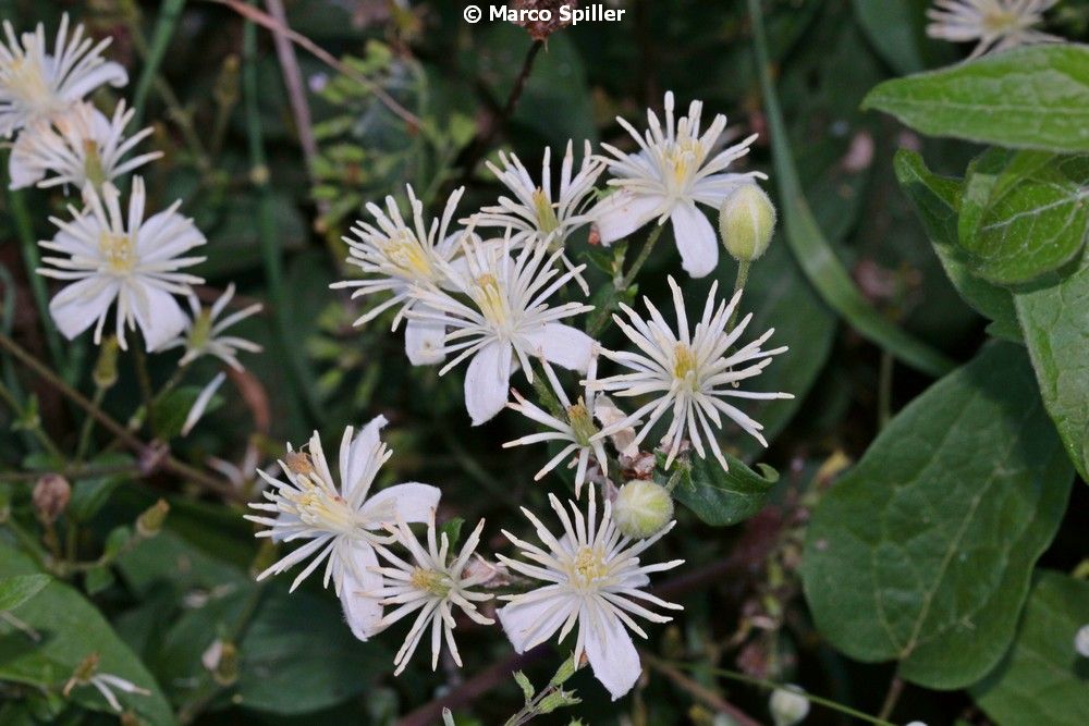 Clematis vitalba